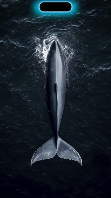 Dynamic Island Whale iPhone 17 Pro Wallpaper