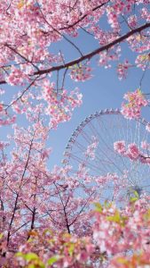 Cherry Blossom iOS 26 Depth Effect Wallpaper Cherry Blossom iOS 26 Depth Effect Wallpaper