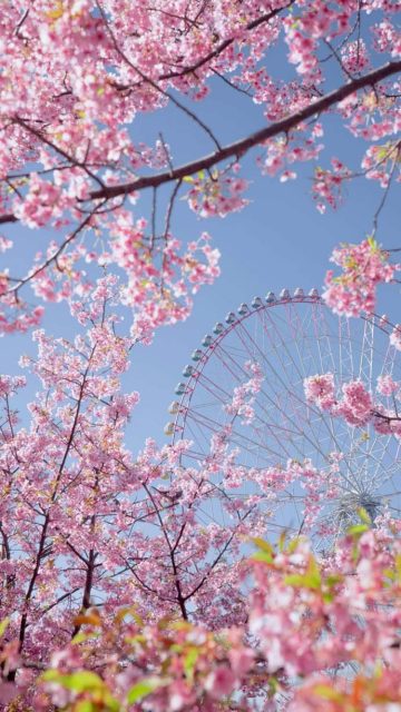 Cherry Blossom iOS 26 Depth Effect Wallpaper