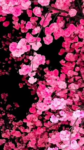 Cherry Blossom iOS 26 Depth Effect Wallpaper 1