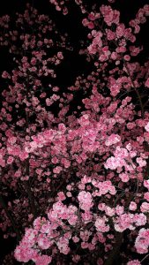 Cherry Flowers iOS 26 Depth Effect Wallpaper Cherry Flowers iOS 26 Depth Effect Wallpaper