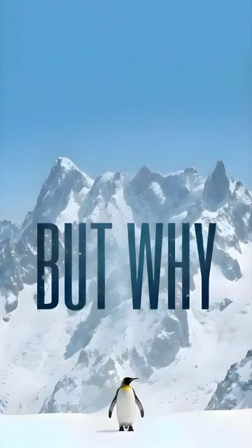 But Why Penguin iPhone Wallpaper