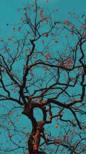 Dynamic Island Tree iPhone Wallpaper