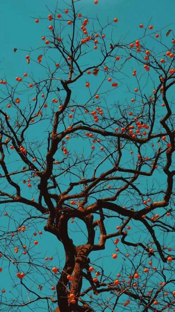 Dynamic Island Tree iPhone Wallpaper