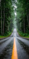Forest Mist Road iPhone Wallpaper