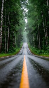 Forest Mist Road iPhone Wallpaper