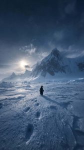 Little Penguin 4K iPhone Wallpaper