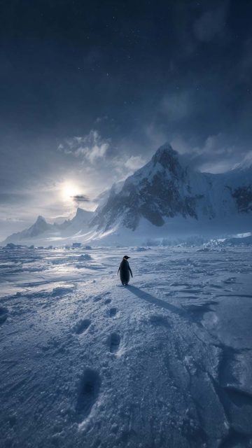 Little Penguin 4K iPhone Wallpaper