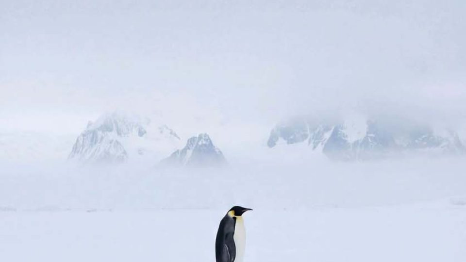 Nihilist Penguin Alone Not Lost iPhone Wallpaper 4K
