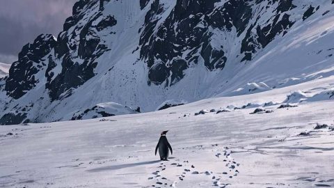 Nihilist Penguin Journey iPhone Wallpaper 4K