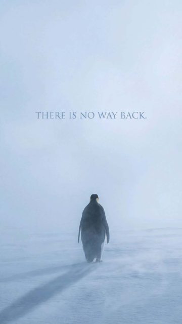 Nihilist Penguin There is No Way Back iPhone Wallpaper 4K