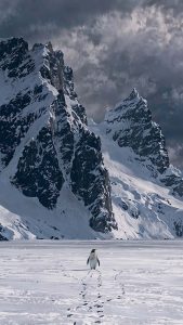 Nihilist Penguin Walking Alone iPhone Wallpaper 4K Nihilist Penguin Walking Alone iPhone Wallpaper 4K