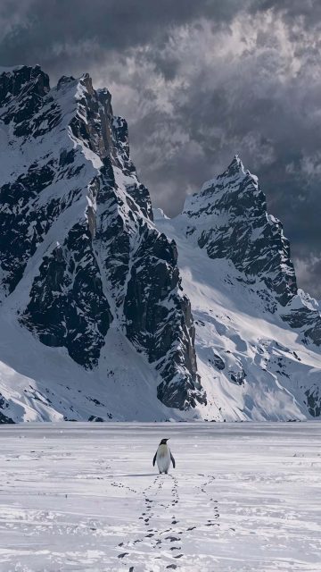 Nihilist Penguin Walking Alone iPhone Wallpaper 4K