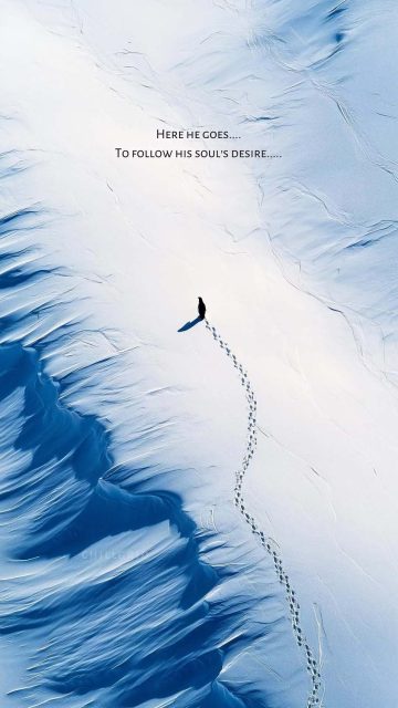 Penguin Goes Alone iPhone Wallpaper