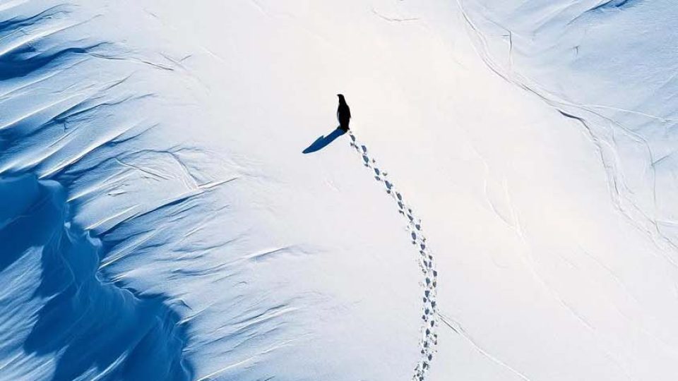 Penguin Goes Alone iPhone Wallpaper