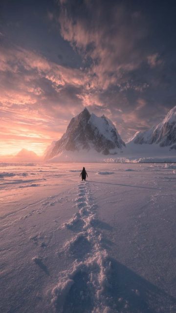 Penguin Long Way iPhone Wallpaper