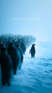 Penguin Look Orher Way iPhone Wallpaper Penguin Look Orher Way iPhone Wallpaper