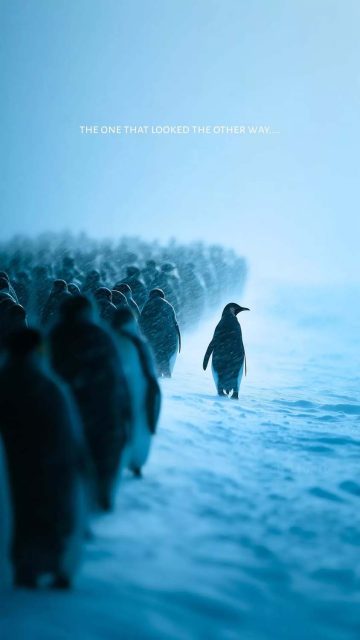 Penguin Look Orher Way iPhone Wallpaper