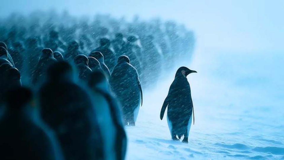 Penguin Look Orher Way iPhone Wallpaper