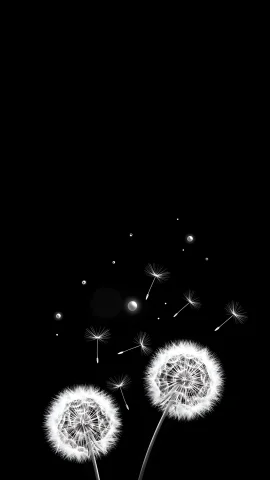 black and white dandelion flowers blowing seeds nature wallpaper