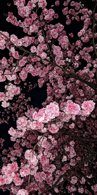 japanese-cherry-blossom-tree-branches-dark-aesthetic-wallpaper