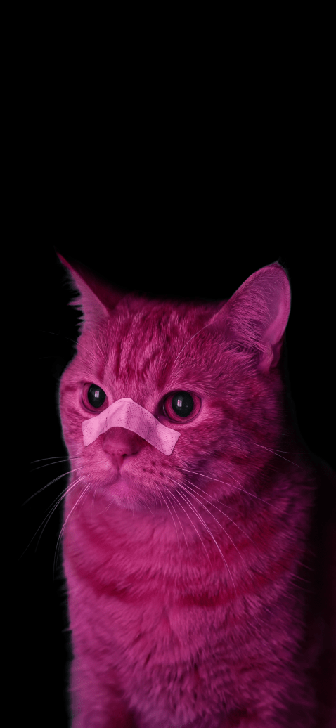 15+ 4K Cat iPhone Wallpapers for Lock Screen & Home Screen 7 cyberpunk-fuchsia-pink-cat-band-aid-nose-black-background-iphone-wallpaper