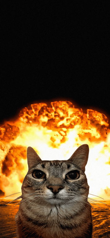 15+ 4K Cat iPhone Wallpapers for Lock Screen & Home Screen 8 disaster-cat-explosion-meme-dark-mode-iphone-wallpaper