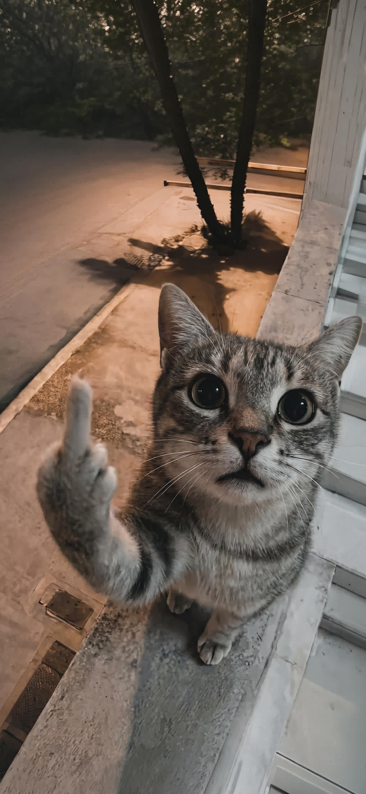 15+ 4K Cat iPhone Wallpapers for Lock Screen & Home Screen 9 funny-cat-middle-finger-street-night-iphone-wallpaper
