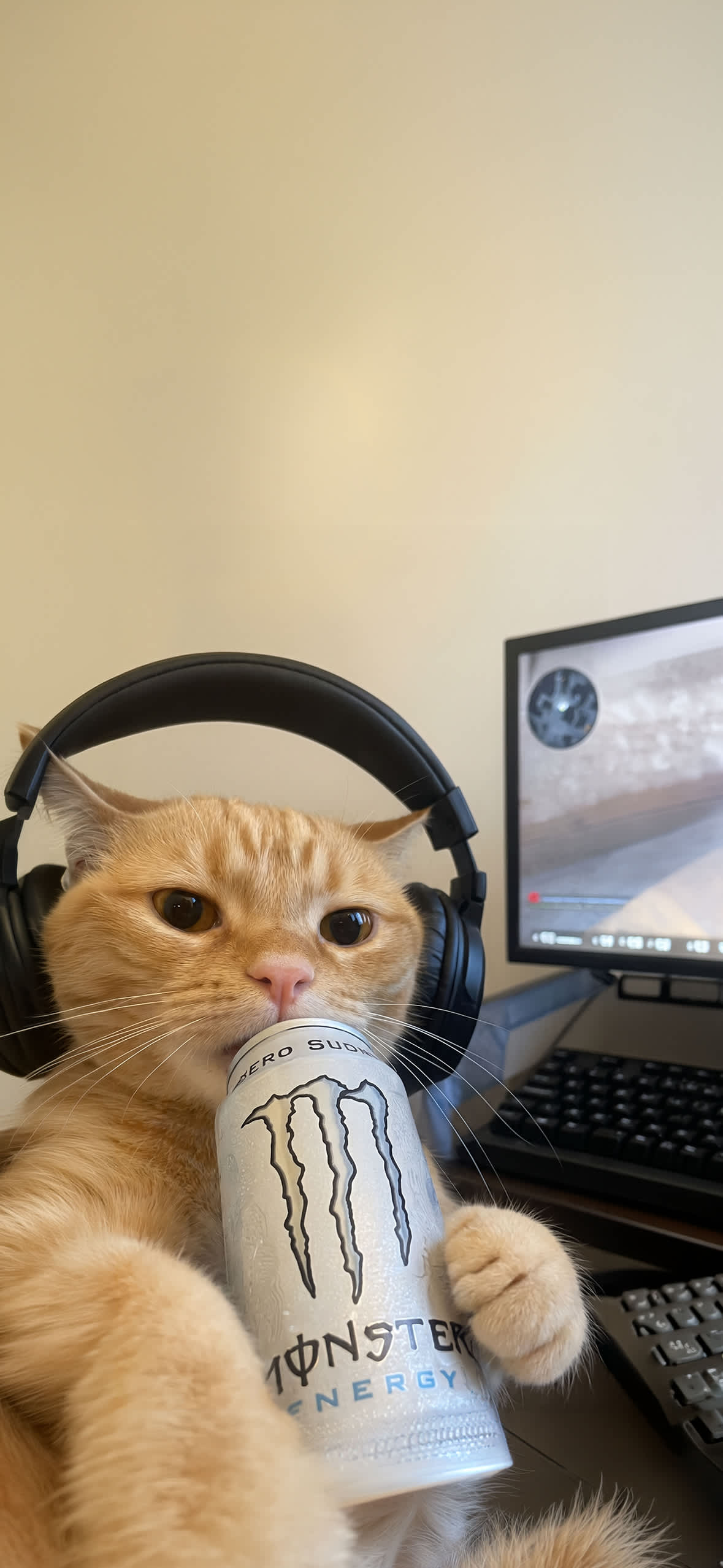 15+ 4K Cat iPhone Wallpapers for Lock Screen & Home Screen 11 gamer-cat-headphones-drinking-monster-energy-pc-setup-iphone-wallpaper