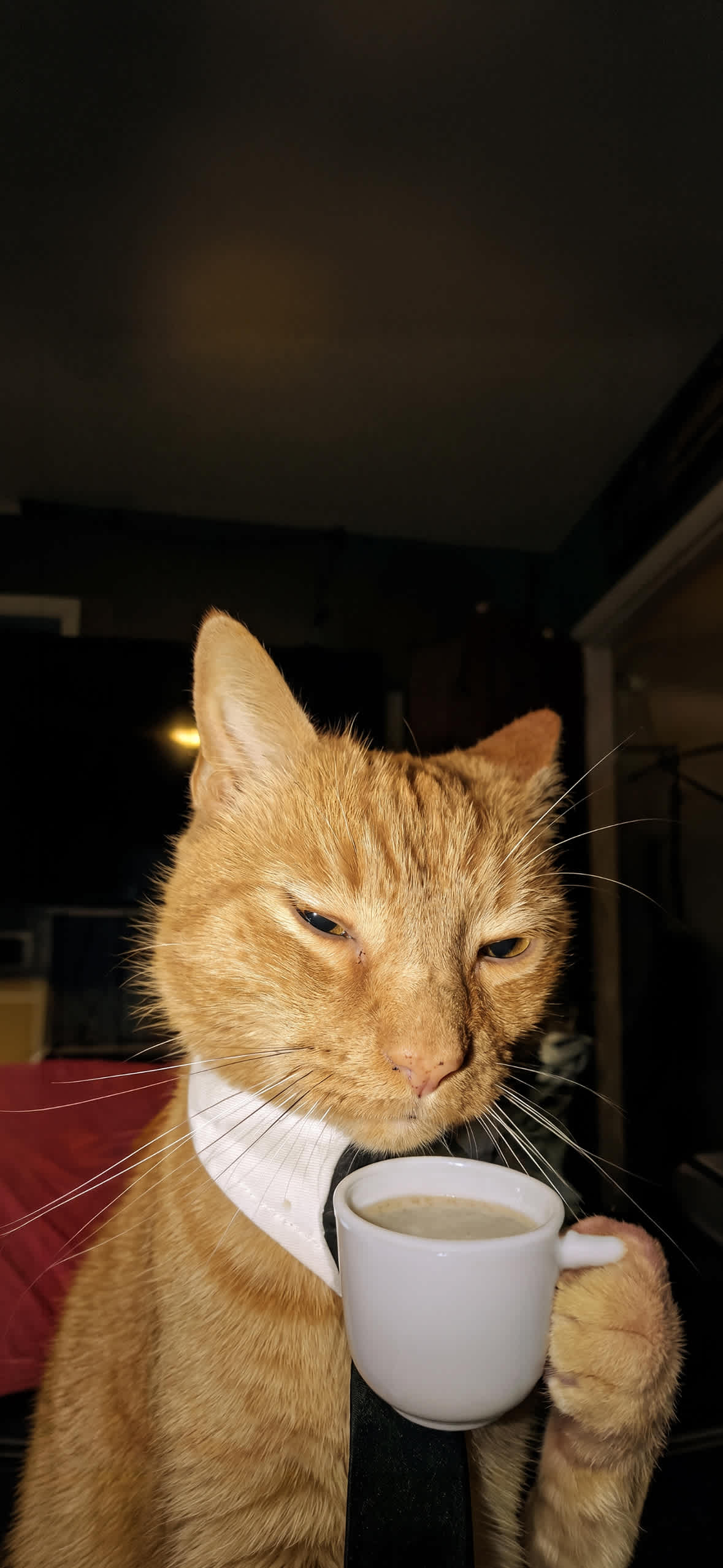 15+ 4K Cat iPhone Wallpapers for Lock Screen & Home Screen 15 orange-cat-shirt-tie-drinking-espresso-coffee-iphone-wallpaper