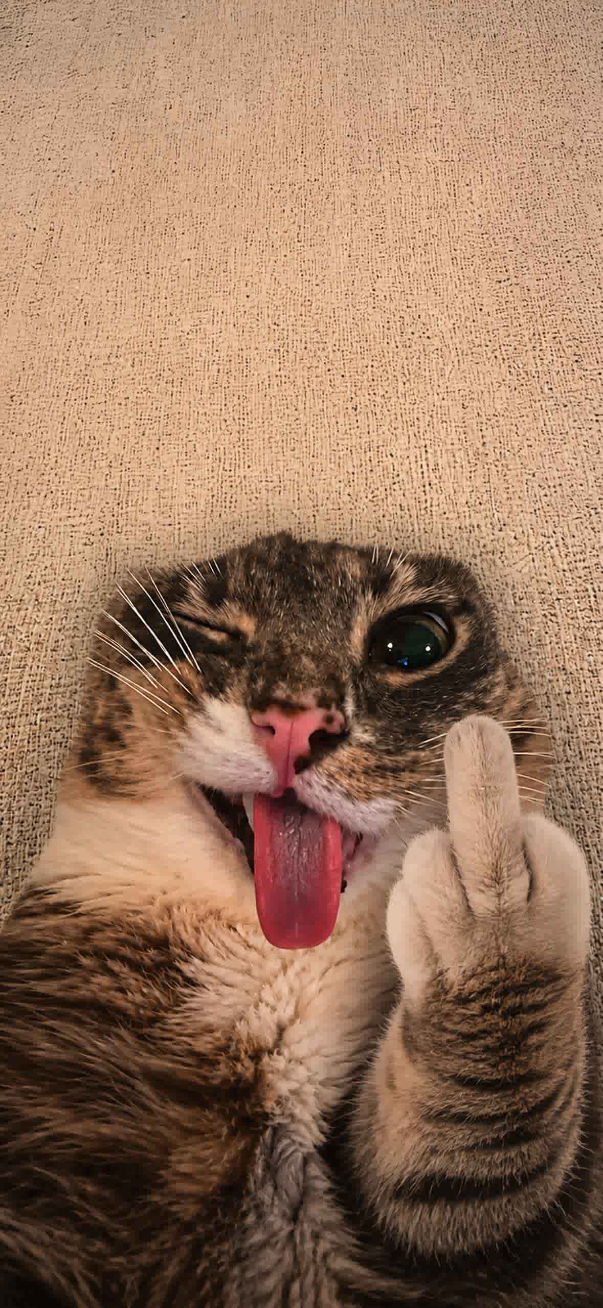 15+ 4K Cat iPhone Wallpapers for Lock Screen & Home Screen 18 tabby-cat-winking-middle-finger-blep-iphone-wallpaper (1)
