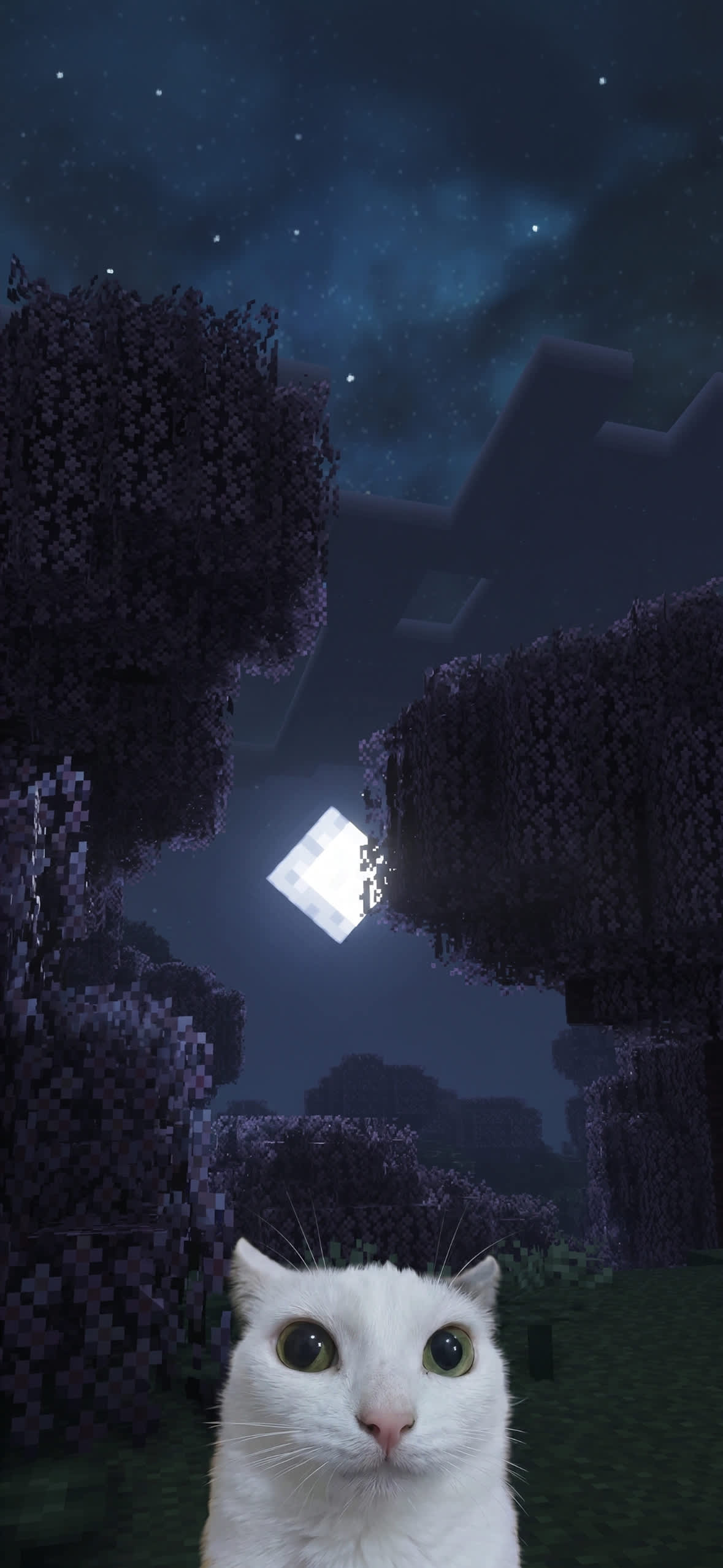15+ 4K Cat iPhone Wallpapers for Lock Screen & Home Screen 19 white-cat-minecraft-cherry-grove-biome-night-iphone-wallpaper