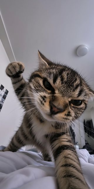 angry-tabby-cat-punching-fist-meme-iphone-wallpaper-hd