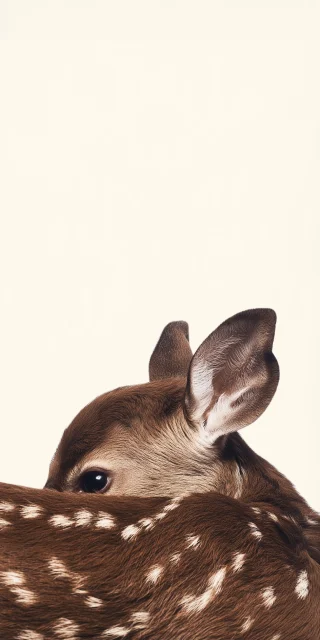 cute-baby-fawn-deer-minimalist-iphone-wallpaper
