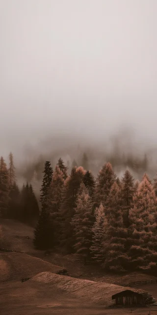 misty-autumn-pine-forest-cabin-iphone-wallpaper