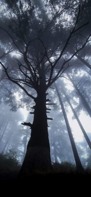 Giant Tree Forest