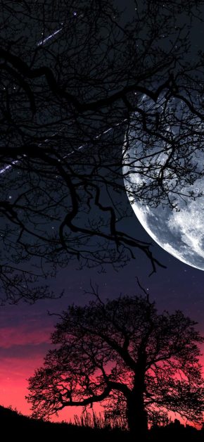 Moon Tree Silhouette