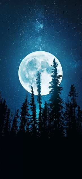 Night Trees and Moon