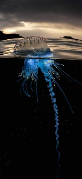 Underwater Jelly Fish