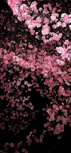 8K Wallpapers: Free Ultra HD 8K iPad & iPhone Backgrounds 2 aesthetic-pink-sakura-canopy-black-background-wallpaper