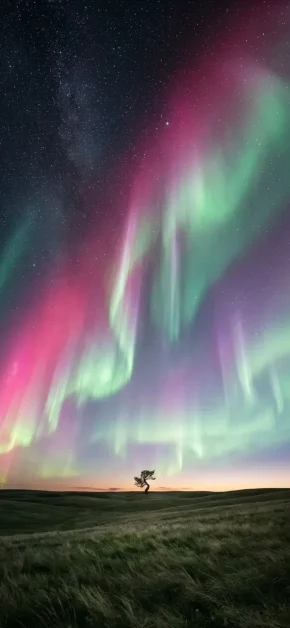 iphone-wallpaper-aurora-borealis-lone-tree-grassland