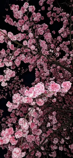 8K Wallpapers: Free Ultra HD 8K iPad & iPhone Backgrounds 10 japanese-cherry-blossom-tree-branches-dark-aesthetic-wallpaper