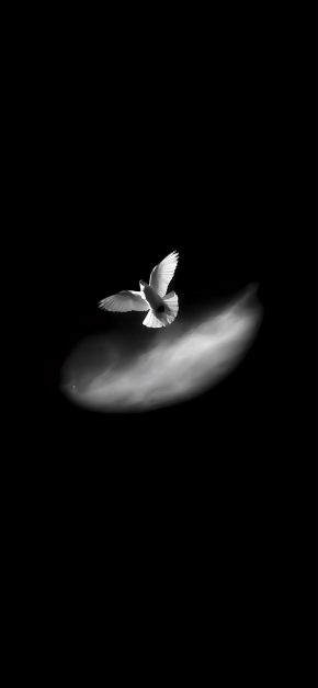 white-dove-flying-dark-wallpaper
