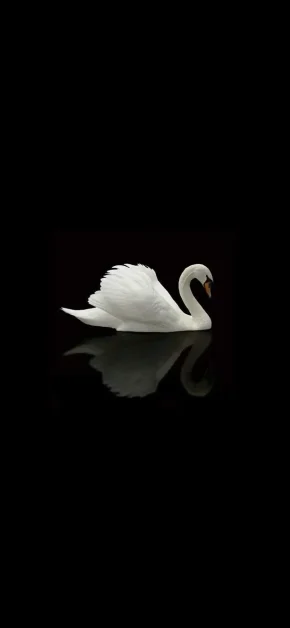white-swan-black-background-wallpaper